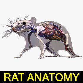 Rat Anatomy